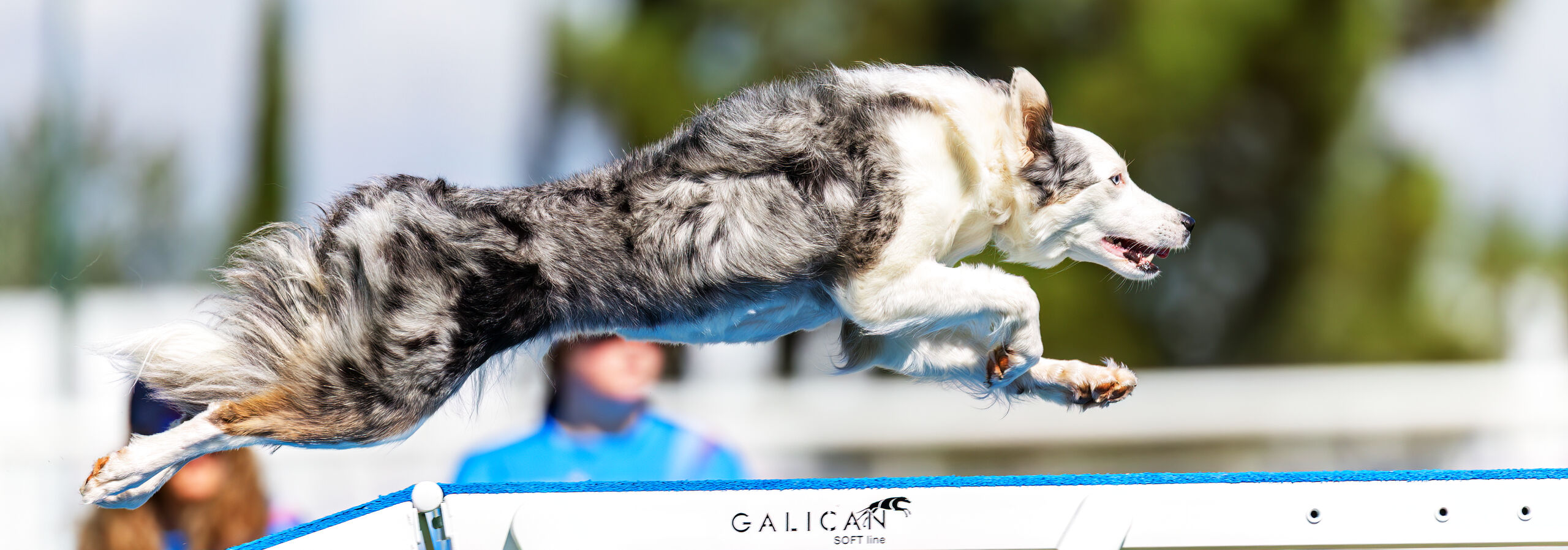 A dog clearing an agility jump at a competition